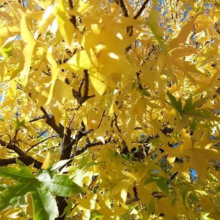 Casetta Gialla 贾韦诺