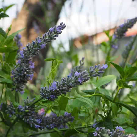 Casetta Gialla 公寓 贾韦诺