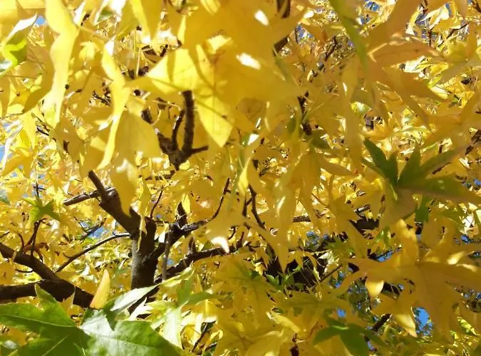 Casetta Gialla Giaveno