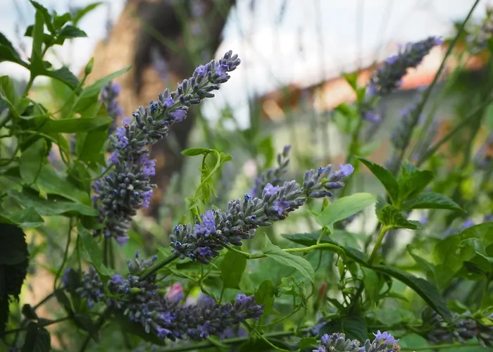 Casetta Gialla דירה Giaveno